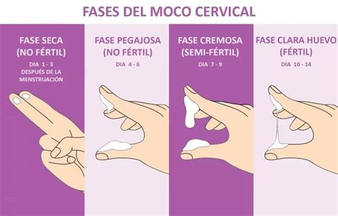 Método Billings o del moco cervical: en qué ...